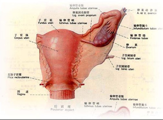 卵巢囊肿会导致月经不调吗?